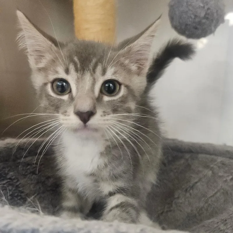A baby small-sized male Gray / Blue / Silver Domestic Short Hair cat named Toyota for adoption in Grantsville, UT