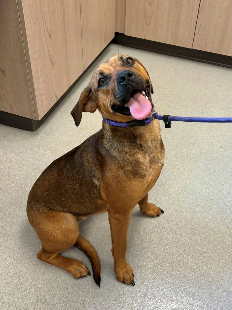 A young large-sized female Mixed Breed dog named Ducky for adoption in Chillicothe, OH