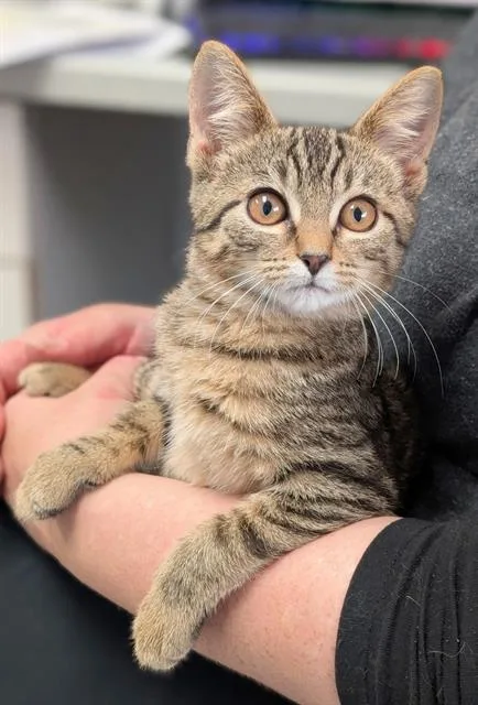 A baby small-sized female Domestic Short Hair cat named Catawba for adoption in Canfield, OH