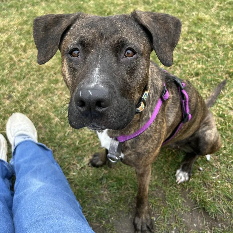 An adult medium-sized female Brindle Mixed Breed dog named Esme for adoption in South Burlington, VT