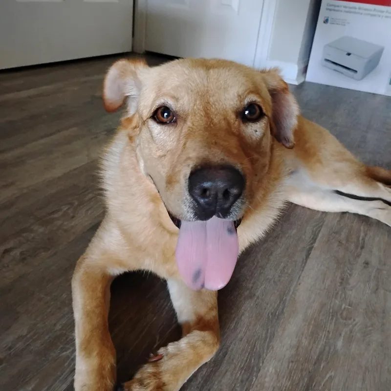 An adult medium-sized male Mixed Breed dog named Sampson for adoption in Myrtle Beach, SC