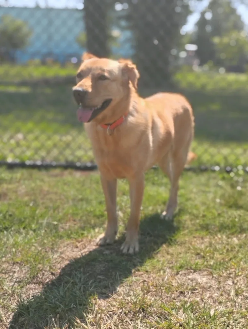 Sampson thumbnail 2