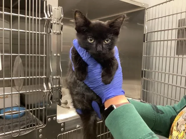 A baby small-sized male Domestic Short Hair cat named Perseus for adoption in San Martin, CA