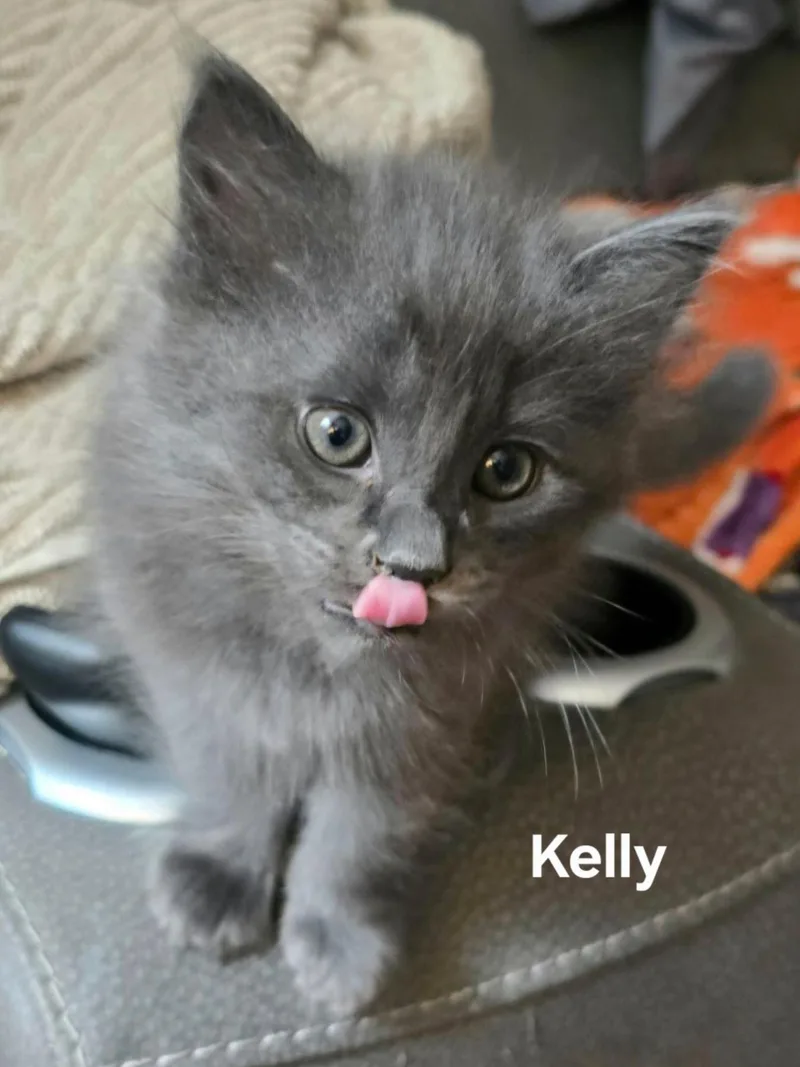 A baby medium-sized female Gray / Blue / Silver Domestic Long Hair cat named Kelly for adoption in Chicopee, MA