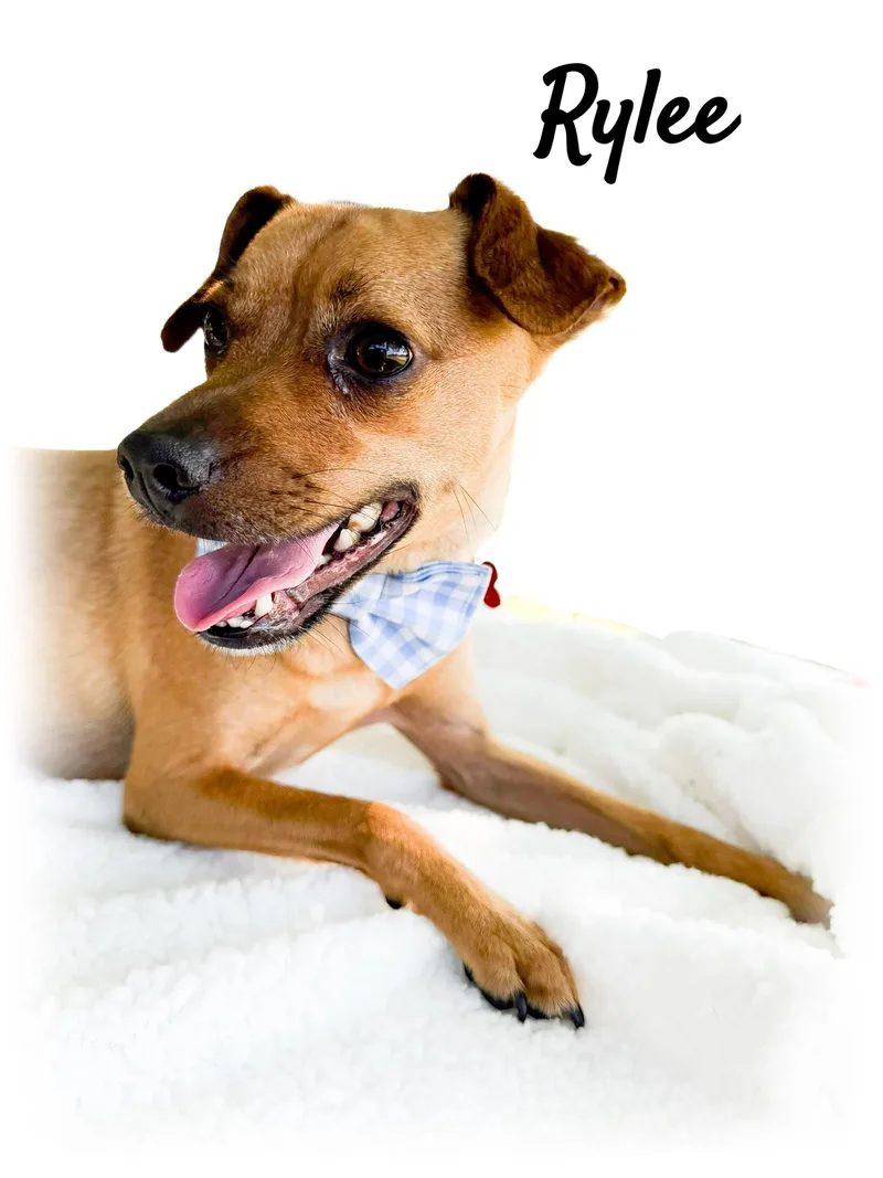 A young small-sized female Brown / Chocolate Jack Russell Terrier dog named Rylee for adoption in Tulsa, OK