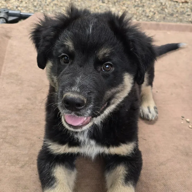 A baby medium-sized male German Shepherd Dog dog named Grove for adoption in Minneapolis, MN
