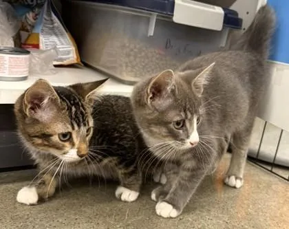A baby small-sized male Brown / Chocolate Domestic Short Hair cat named Colby Donaldson Was Robbed for adoption in Kansas City, MO