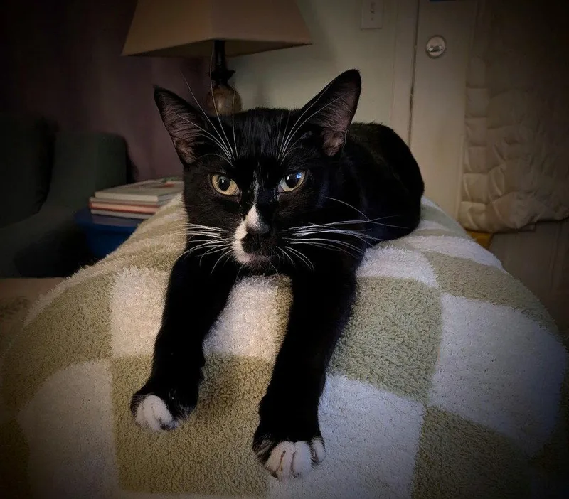 A young medium-sized female Black & White / Tuxedo Domestic Short Hair cat named Emmaline for adoption in St. Helens, OR