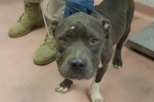An adult large-sized male Mixed Breed dog named Wayden for adoption in Columbia, SC