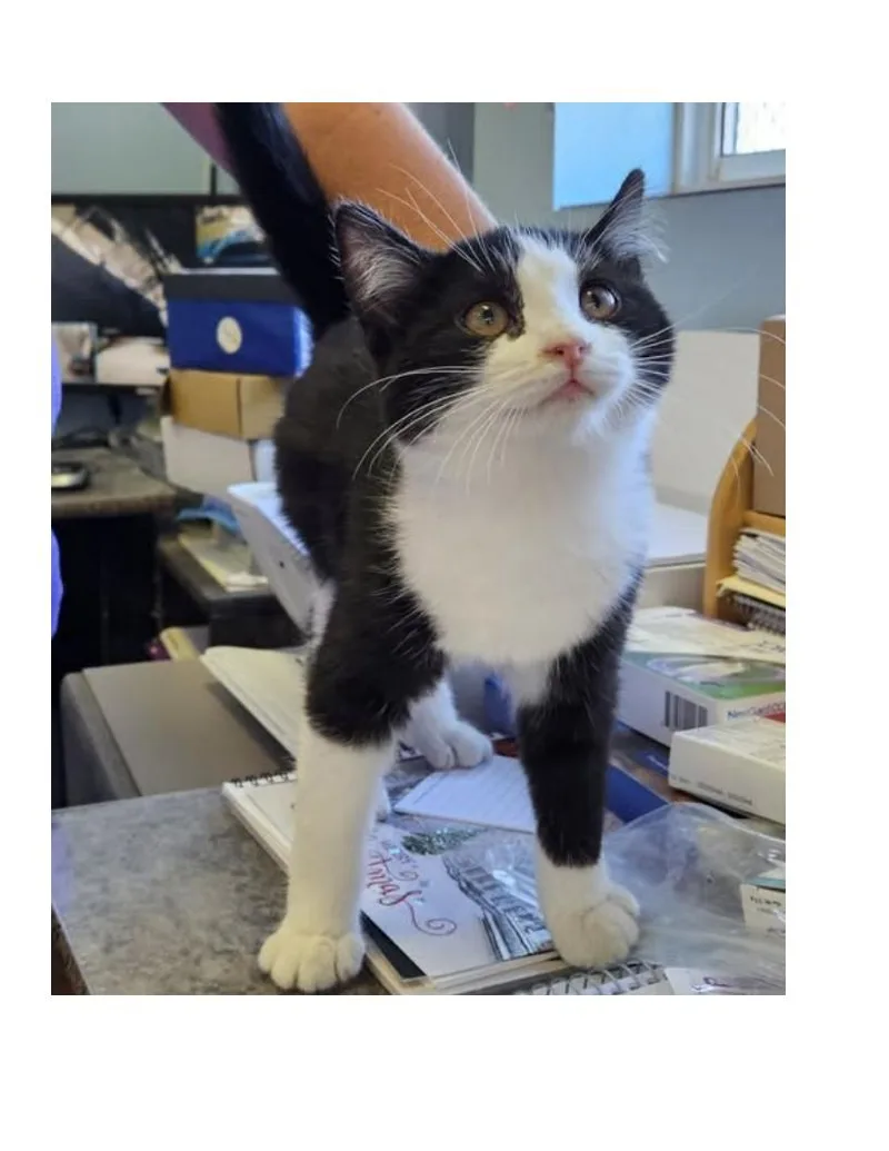 A young medium-sized male Black & White / Tuxedo American Shorthair cat named Mickey for adoption in Lawrenceburg, KY