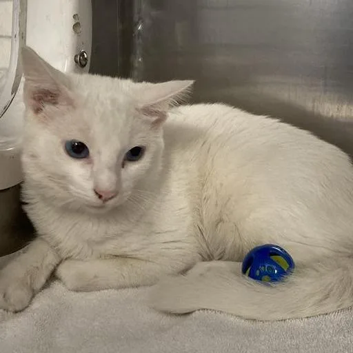 A baby medium-sized male White Domestic Medium Hair cat named Aaron for adoption in Hawthorne, CA