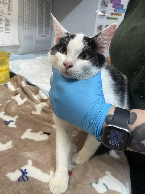 A young large-sized female Domestic Short Hair cat named Zella for adoption in Tallahassee, FL