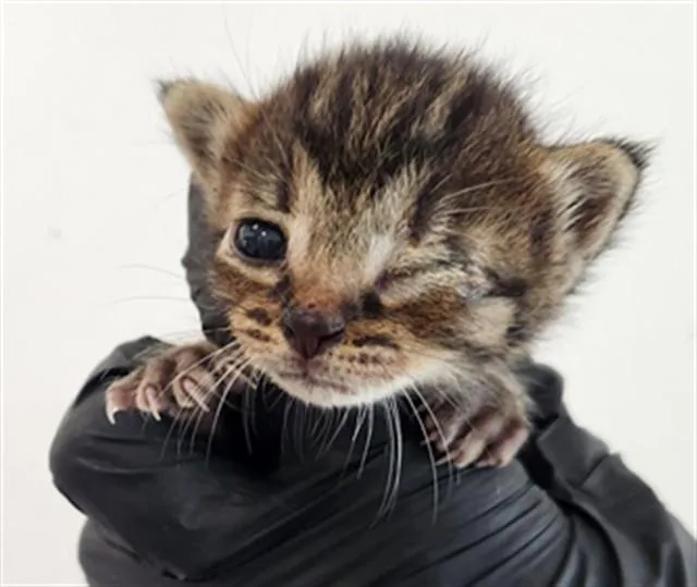 A baby small-sized female Domestic Short Hair cat named Pixie for adoption in Fort Lauderdale, FL
