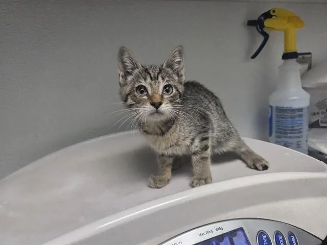 A baby small-sized female Domestic Short Hair cat named Yosemite for adoption in Antioch, CA