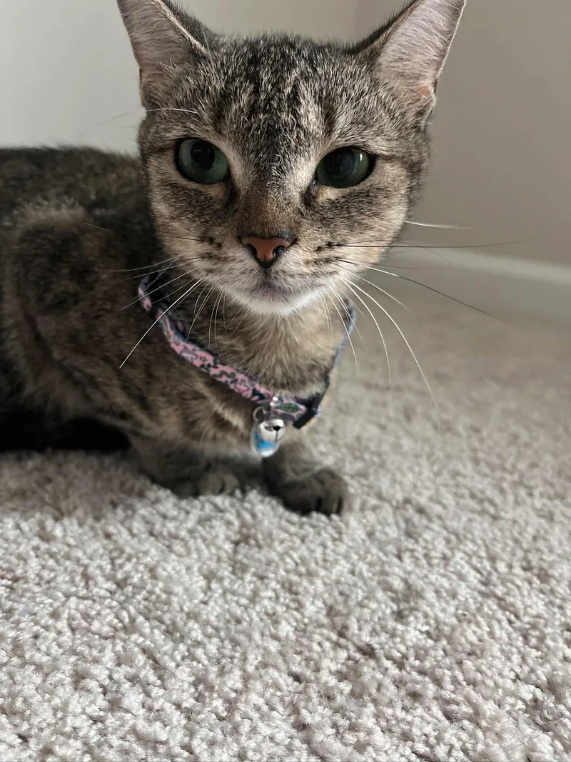 An adult small-sized female Domestic Short Hair cat named Sarabi for adoption in Mount Pleasant, SC