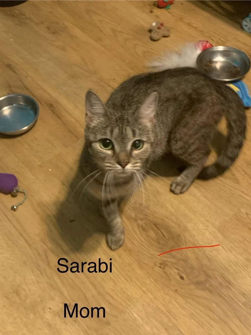 Sarabi thumbnail 2
