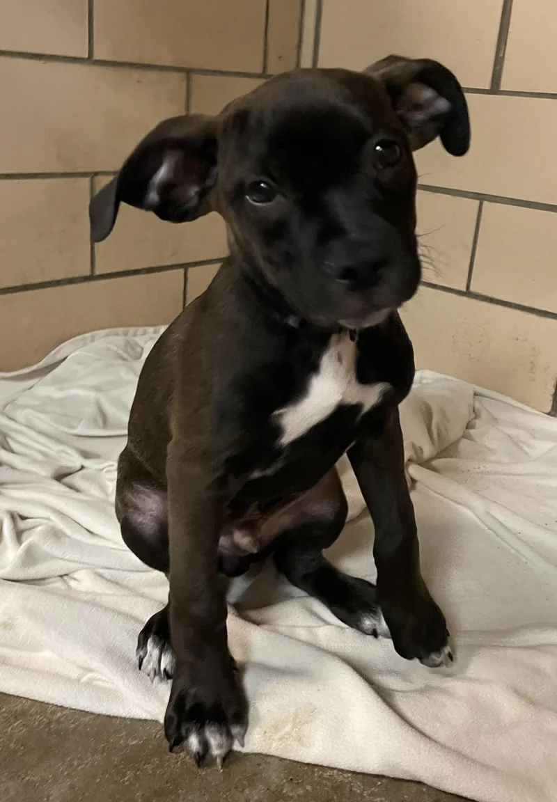 A baby medium-sized male Brown / Chocolate Retriever dog named Rolo HOLD for adoption in Canton, OH