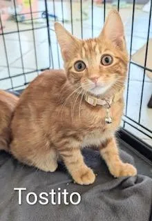 A baby medium-sized male Tabby (Orange / Red) Tabby cat named Tostito for adoption in Southern Pines, NC