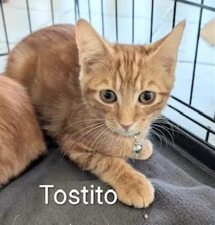 Tostito thumbnail 2