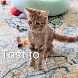 Tostito thumbnail 3