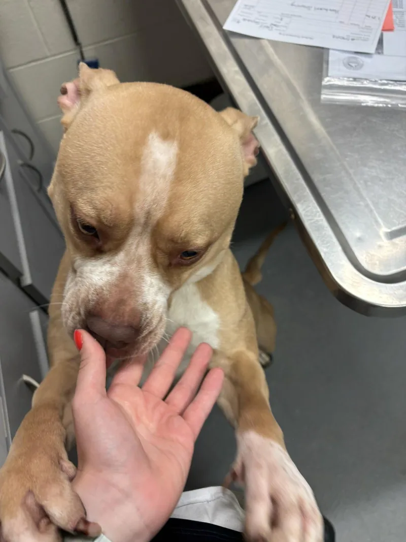 Daisy thumbnail 2