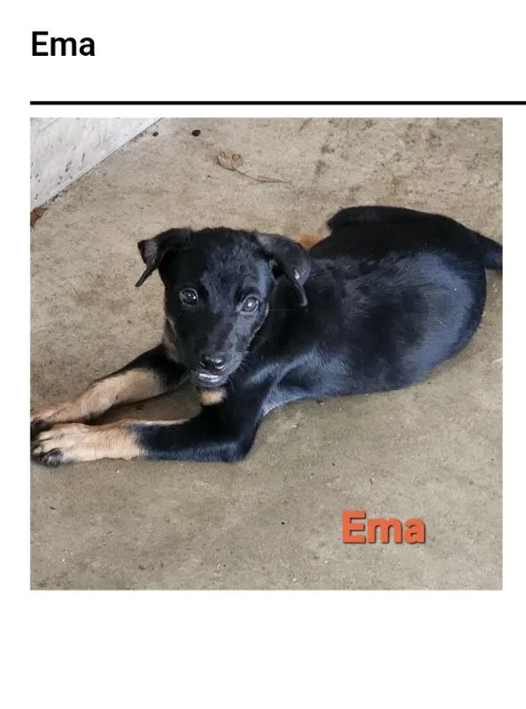 A baby small-sized female Labrador Retriever dog named Ema for adoption in Westport, CT