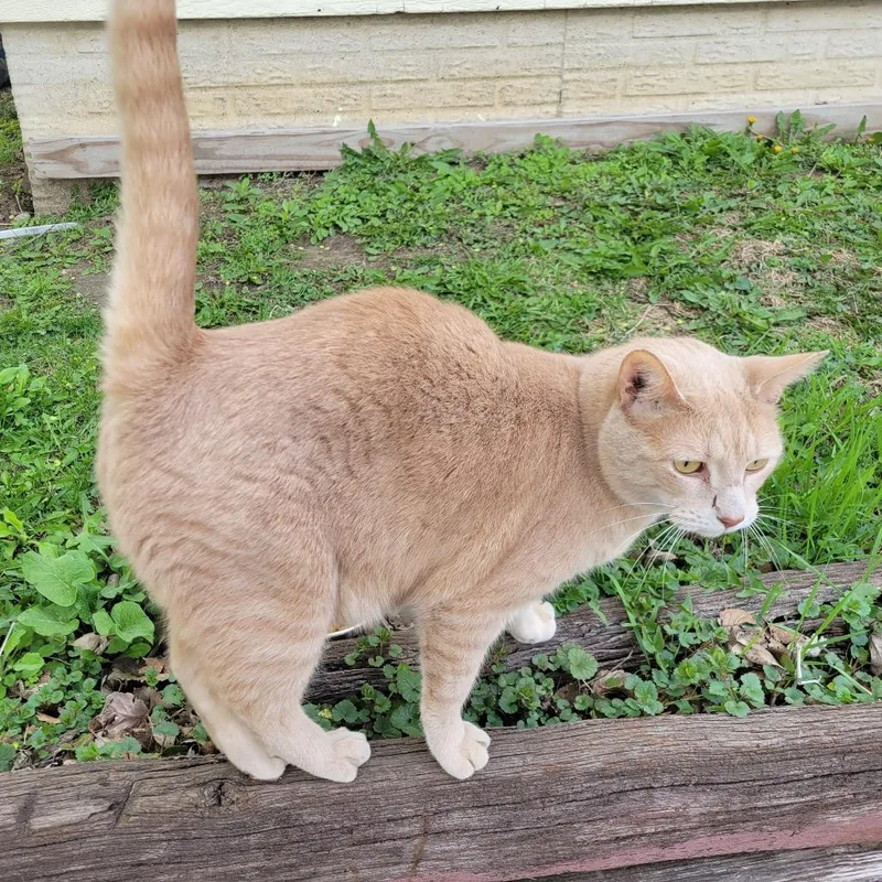 A young small-sized male Orange / Red Domestic Short Hair cat named Found Orange for adoption in Rochester, MN