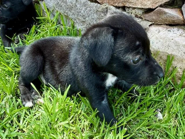A baby small-sized female Black Chihuahua dog named Tootie for adoption in Austin, TX