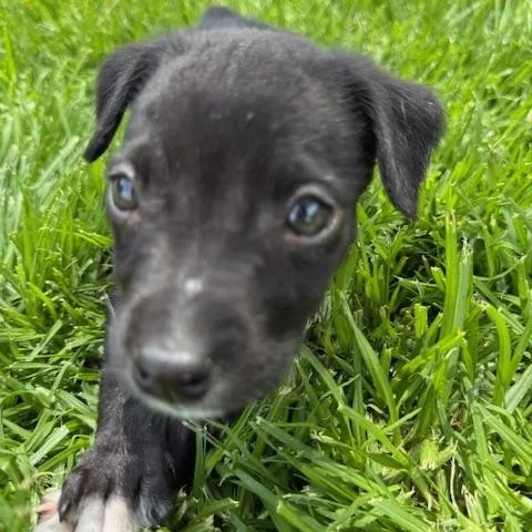 Tootie thumbnail 6
