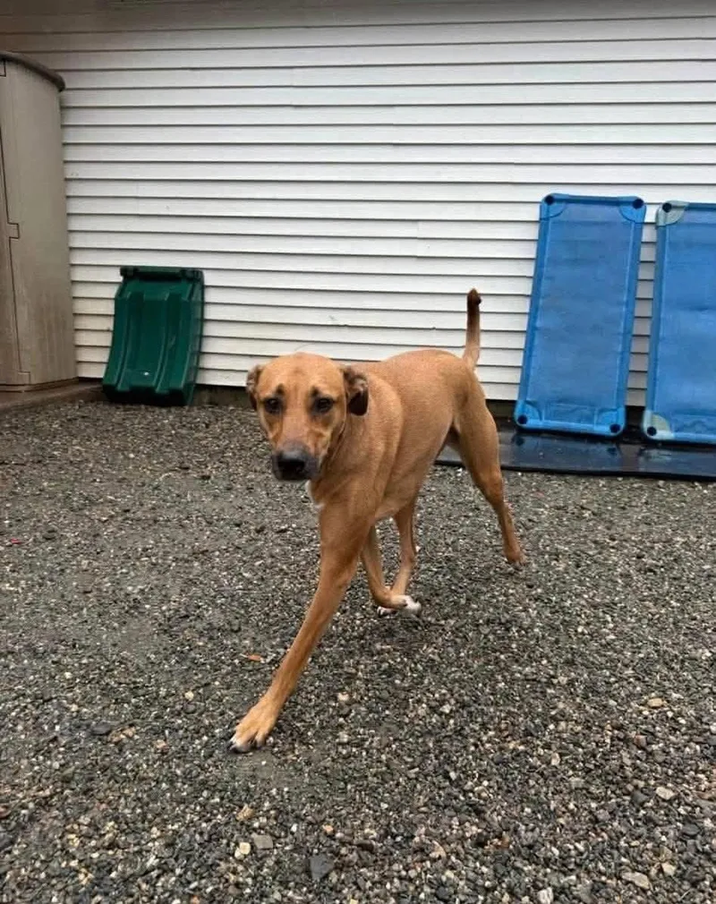 An adult medium-sized female Mixed Breed dog named Lucy for adoption in Griswold, CT
