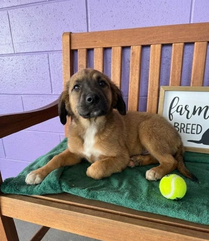 A baby large-sized female Shepherd dog named Gerda for adoption in North Prairie, WI