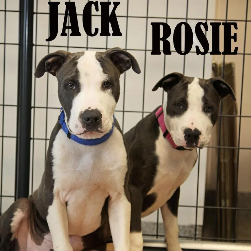 Rosie thumbnail 2
