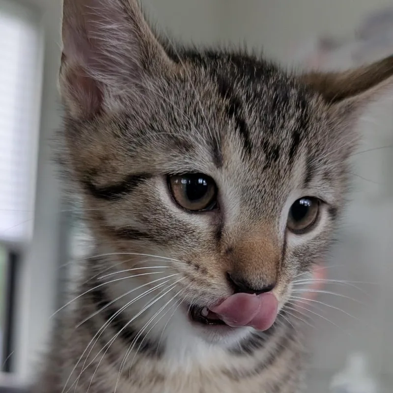 A baby small-sized male Brown / Chocolate Domestic Short Hair cat named Jarylo for adoption in Chapel Hill, NC