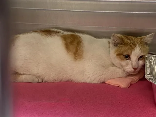 An adult medium-sized male Domestic Short Hair cat named Ray for adoption in Tustin, CA