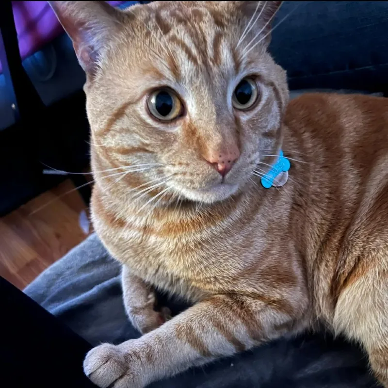 A senior large-sized male Domestic Short Hair cat named Tyler Purrfoli for adoption in Redwood City, CA