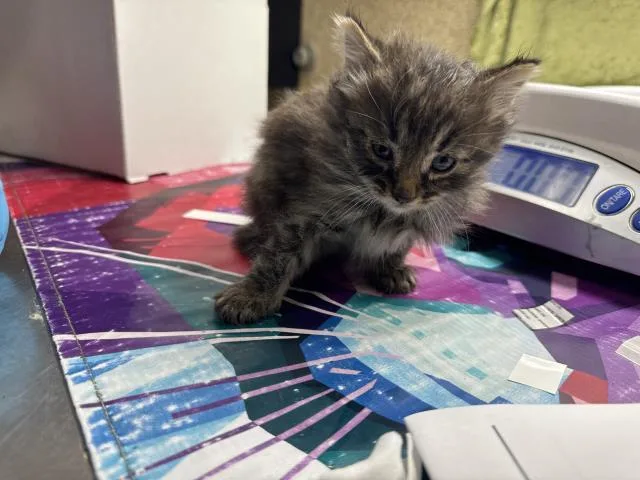 A baby small-sized male Domestic Short Hair cat named Poke for adoption in Riverside, CA