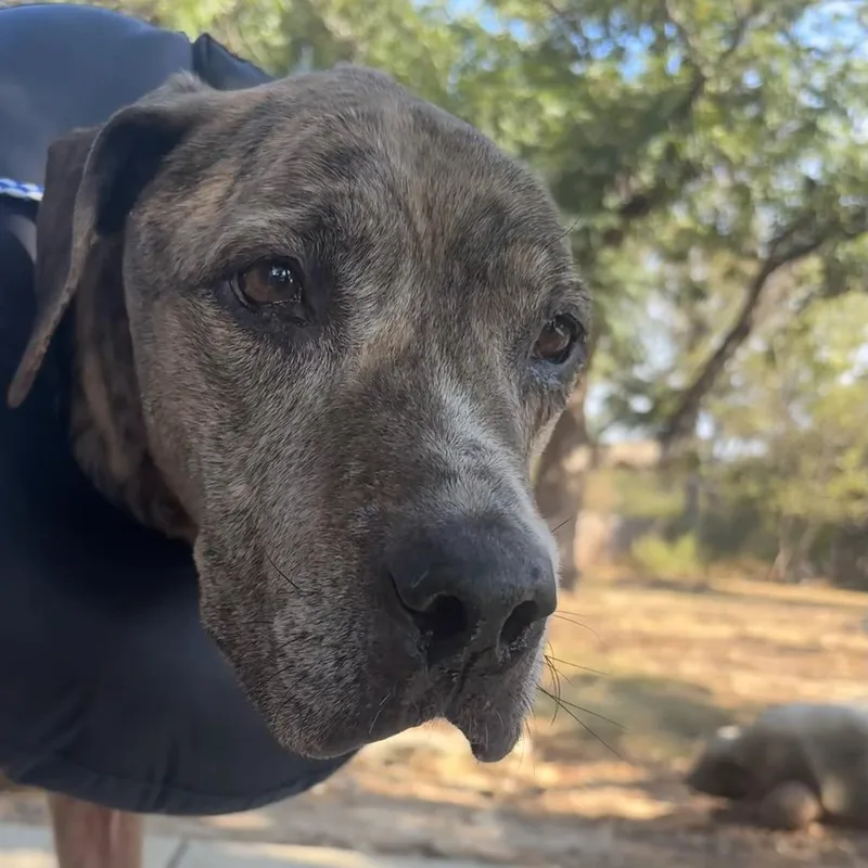 An adult medium-sized male Brindle Pit Bull Terrier dog named Fried Pickle for adoption in Austin, TX