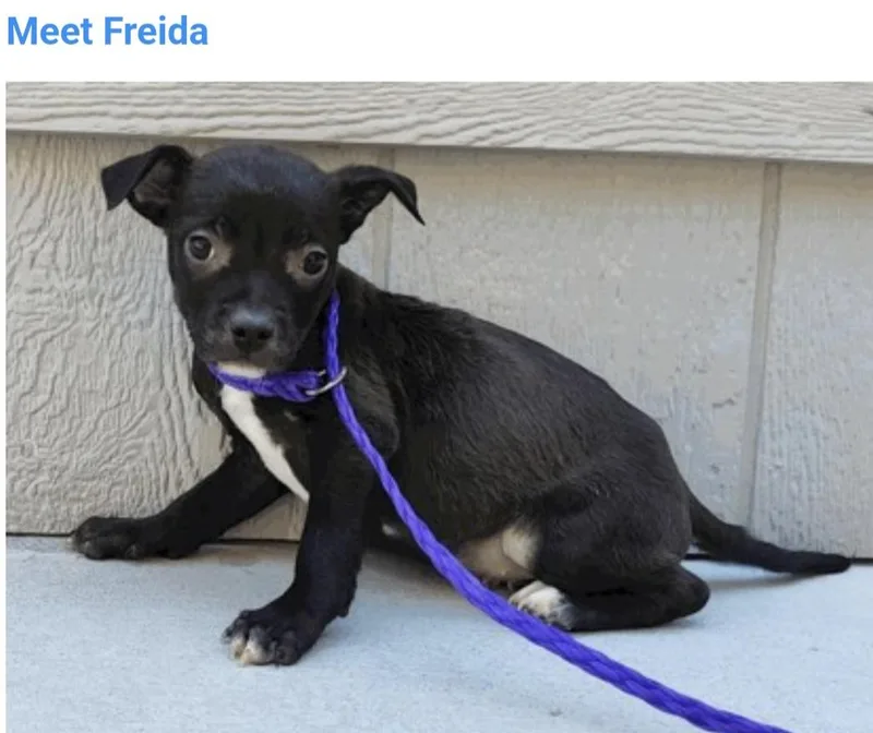 Freida