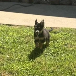 Daisy thumbnail 2