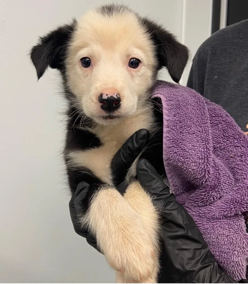 A baby medium-sized female Border Collie dog named Corni for adoption in Copiague, NY