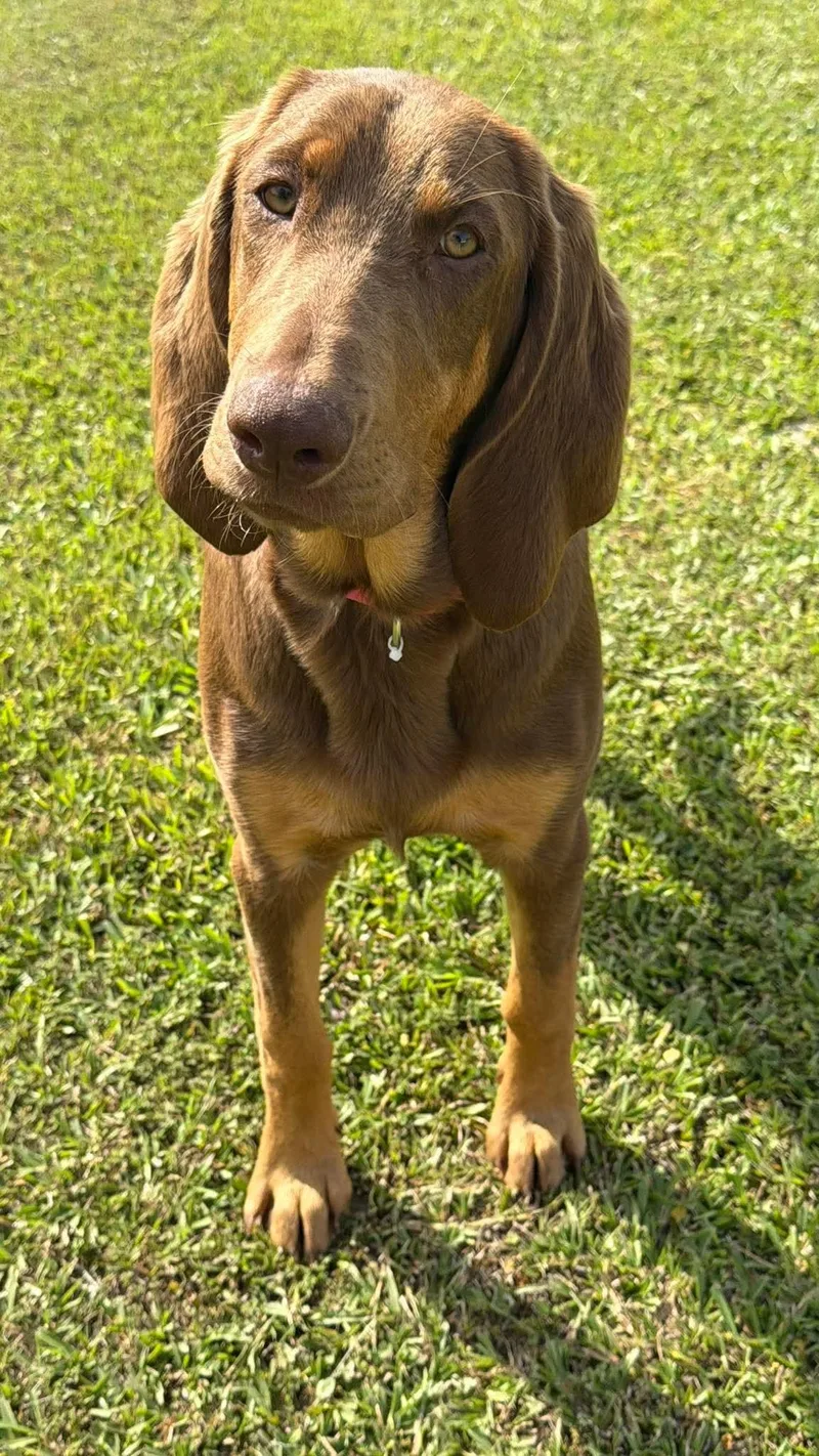A young large-sized female Bloodhound dog named Presley for adoption in Walker, LA