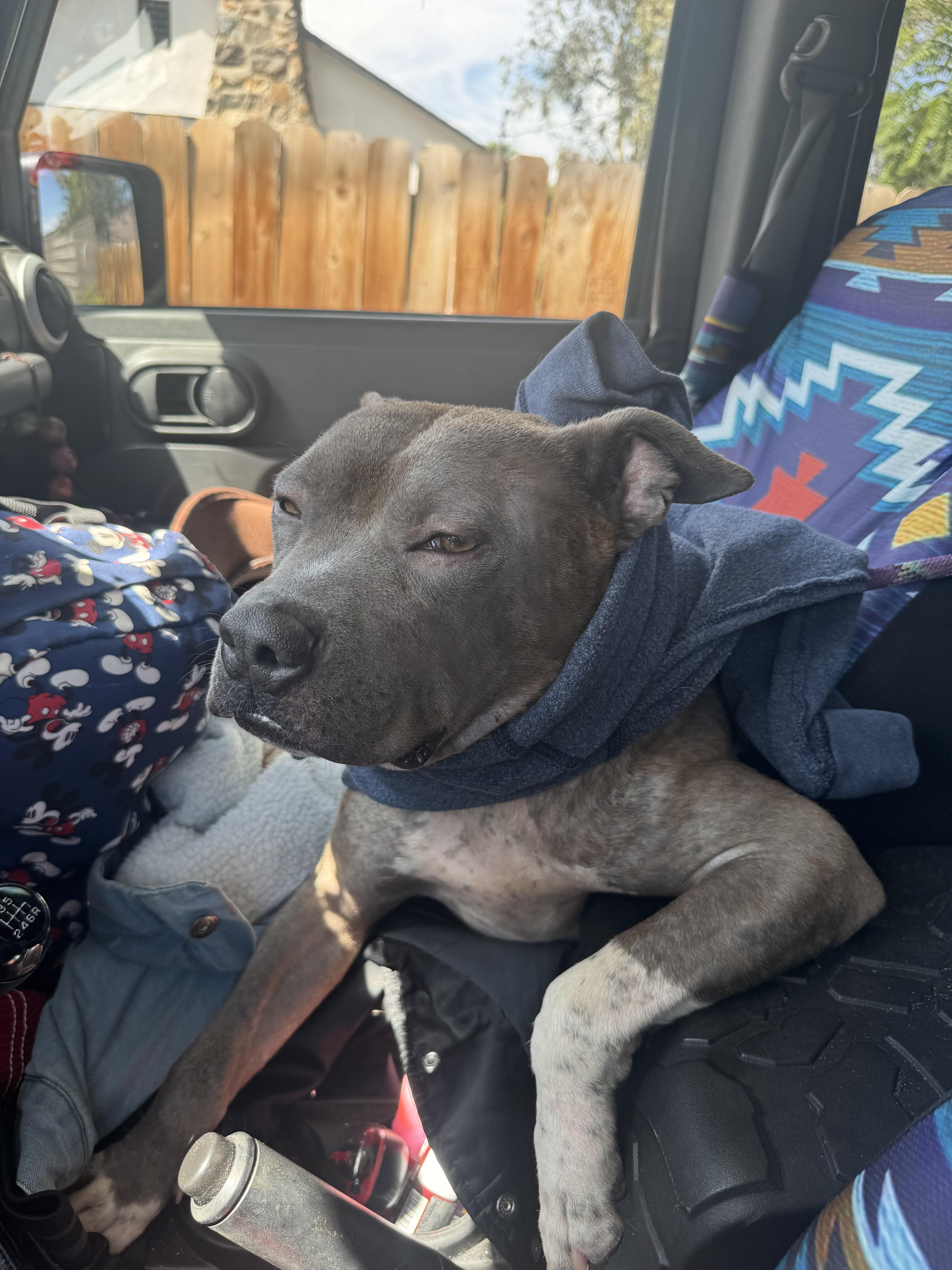 A young medium-sized male Gray / Blue / Silver Pit Bull Terrier dog named Brock for adoption in Woodland Hills, CA