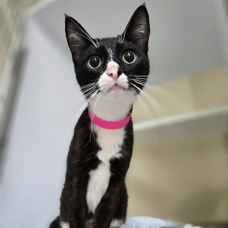 A young small-sized female Black Domestic Short Hair cat named Ms. Endive for adoption in Chattanooga, TN