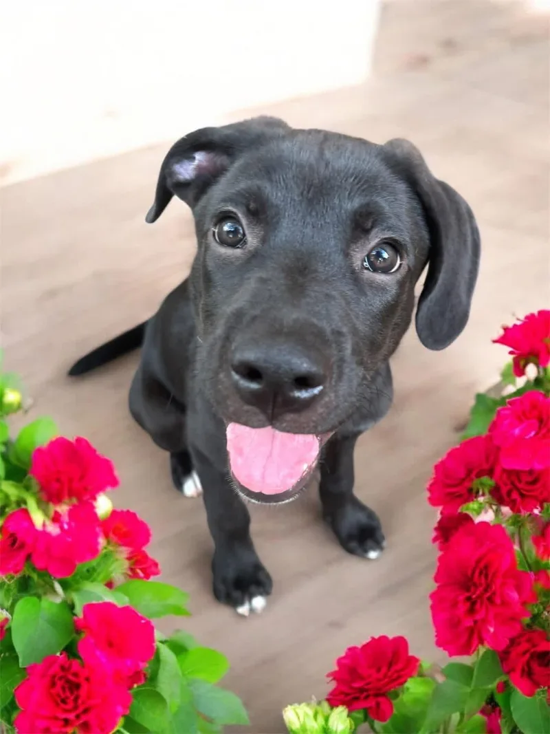 A baby extra large-sized male Mixed Breed dog named Cooper for adoption in Orlando, FL