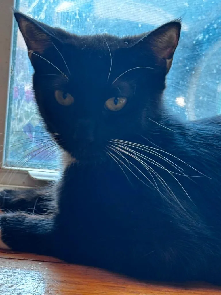 A young small-sized female Domestic Short Hair cat named Jerrico Ram for adoption in Gorham, ME