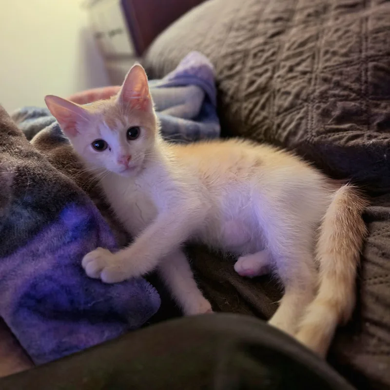 A baby small-sized male Buff & White Domestic Short Hair cat named Kahlua for adoption in Richmond, VA