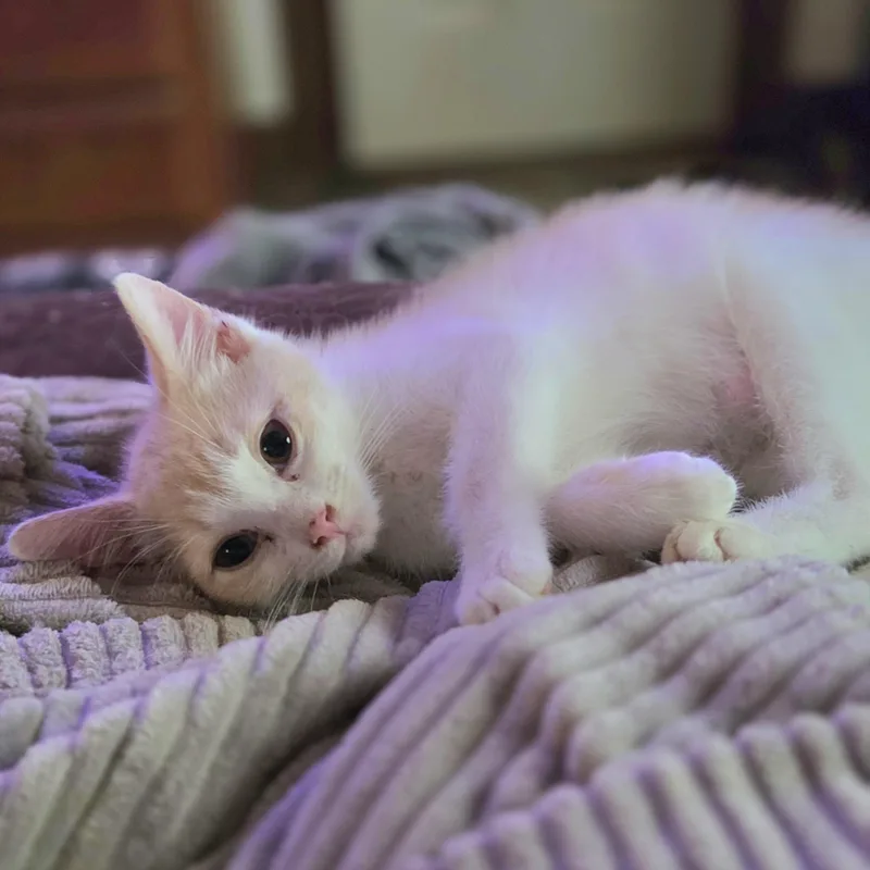 Kahlua thumbnail 2