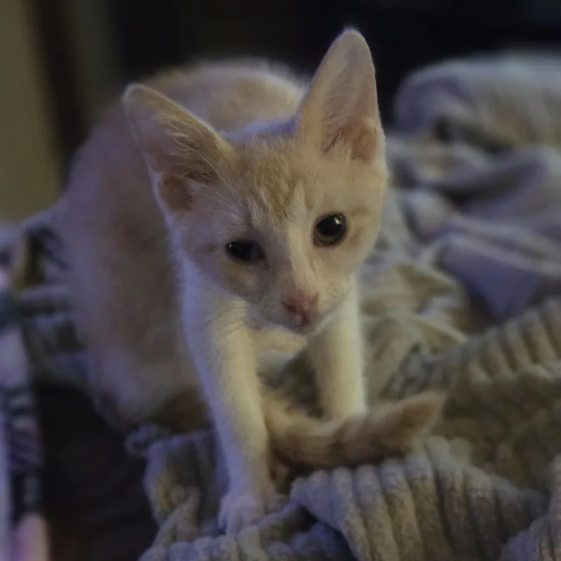 Kahlua thumbnail 3