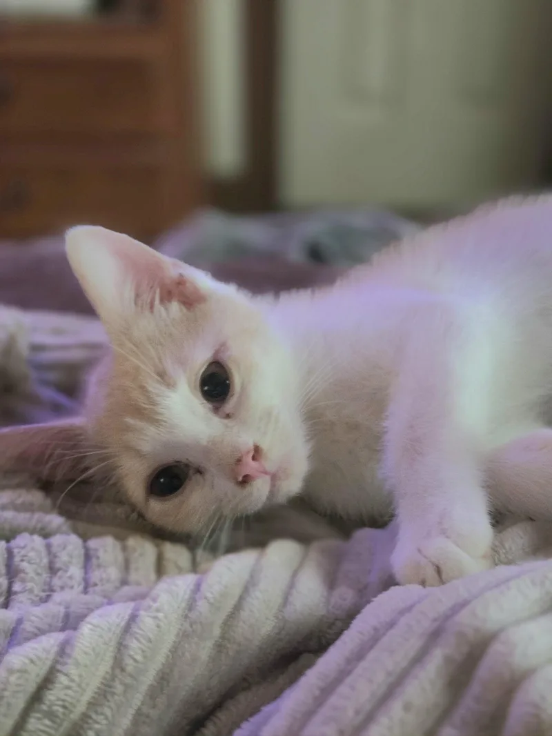 Kahlua thumbnail 4