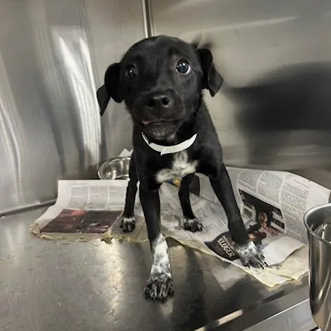 A baby small-sized male Mixed Breed dog named Wagner for adoption in Knoxville, TN